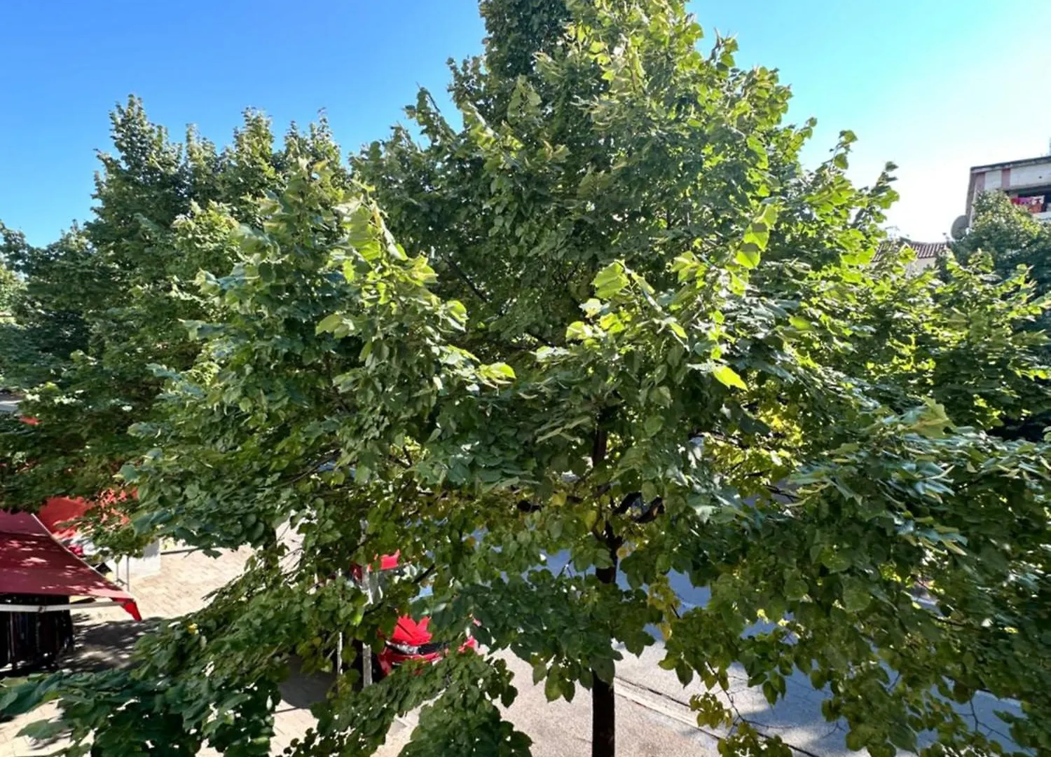 Sophia Daily Apartments Tirana 0*,  Albanien